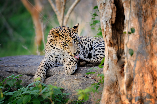 Leoparden Insel Sri Lanka Auge Gesicht Stock foto © byrdyak