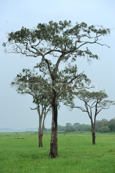 üç yüksek ağaçlar park Sri Lanka gökyüzü Stok fotoğraf © byrdyak