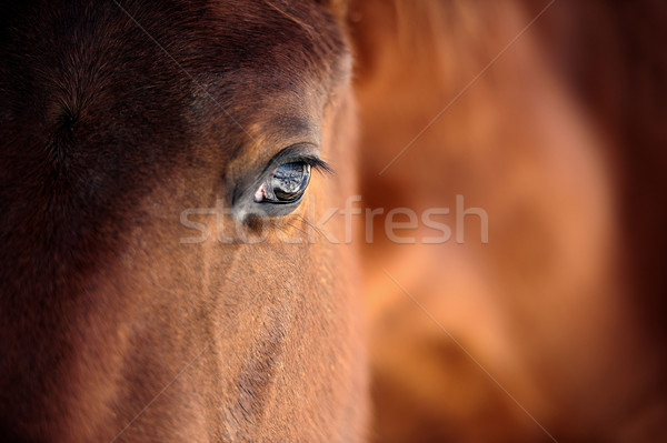 Horse eye Stock photo © byrdyak