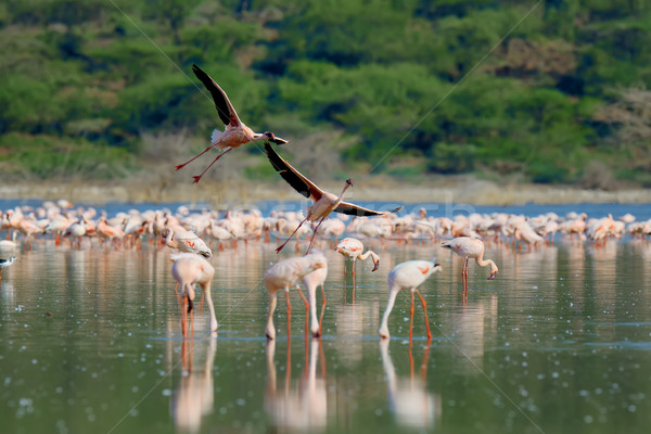 Flamingos Stock photo © byrdyak