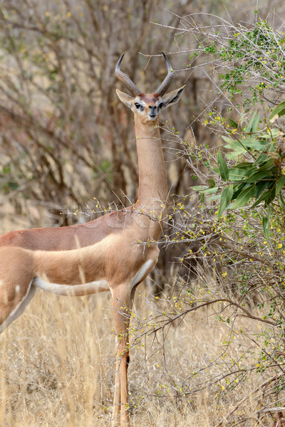 Stock photo: Gerenuk