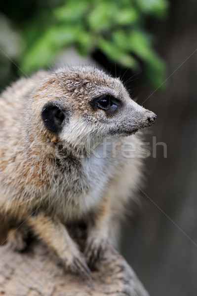 Schließen Zweig Natur Haar Mund Afrika Stock foto © byrdyak