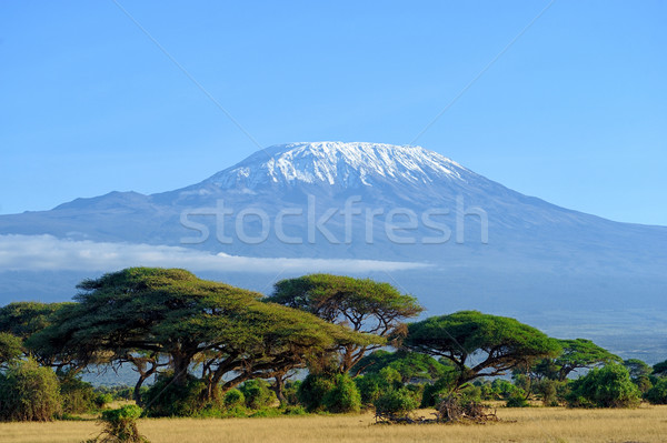 Kilimanjaro Stock photo © byrdyak