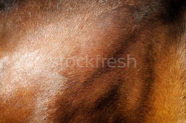 Stockfoto: Huid · bruin · paard · jonge