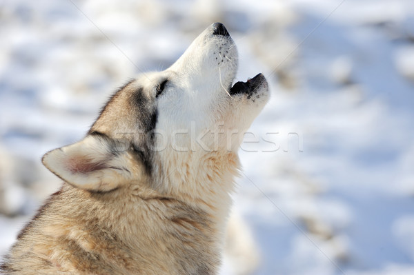 Siberian husky dog portrait Stock photo © byrdyak