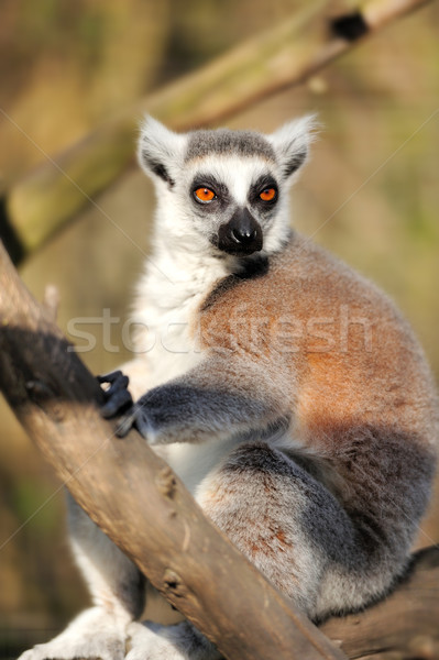 Lemur Stock photo © byrdyak