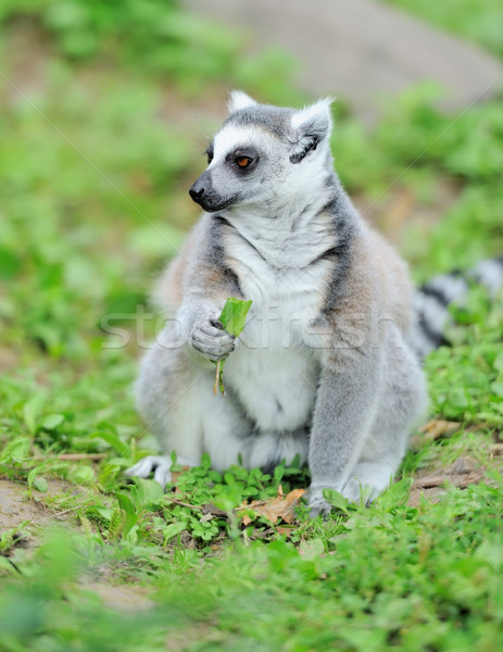 Young ring-tailed lemur Stock photo © byrdyak