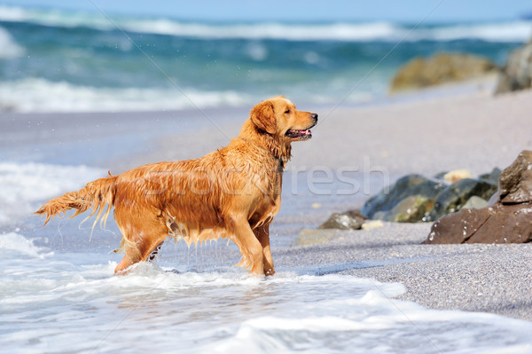 Fiatal golden retriever fut tengerpart kutya természet Stock fotó © byrdyak