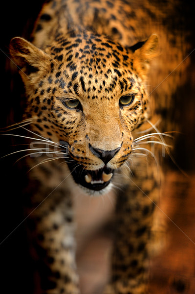 Leopar göz yüz Afrika siyah orman Stok fotoğraf © byrdyak
