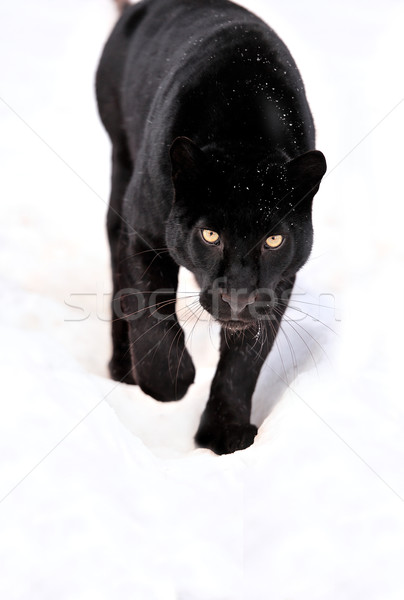 [[stock_photo]]: Leopard · portrait · neige · sombre