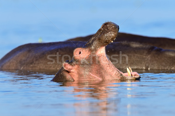 Stock foto: Nilpferd · Familie · Kenia · Afrika · Nilpferd · See