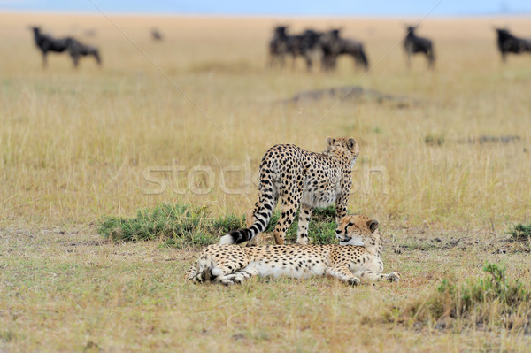 Foto d'archivio: Ghepardo · selvatico · african · bella · mammifero · animale