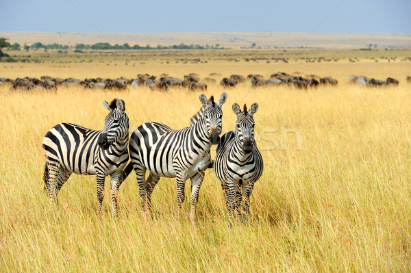 Zebra afrika park Kenia gras paard Stockfoto © byrdyak