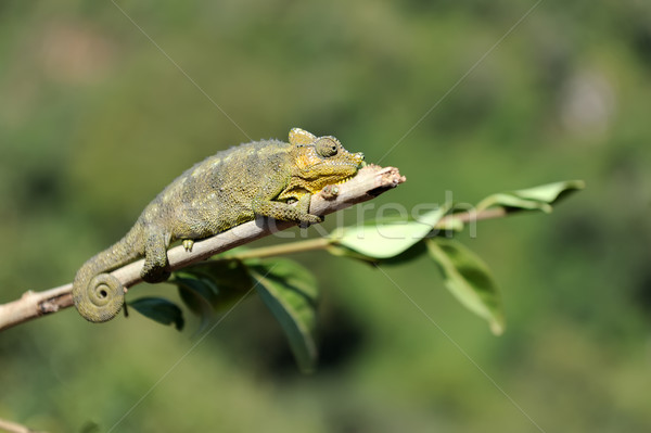 Chameleon ходьбе ребенка лес цвета Сток-фото © byrdyak