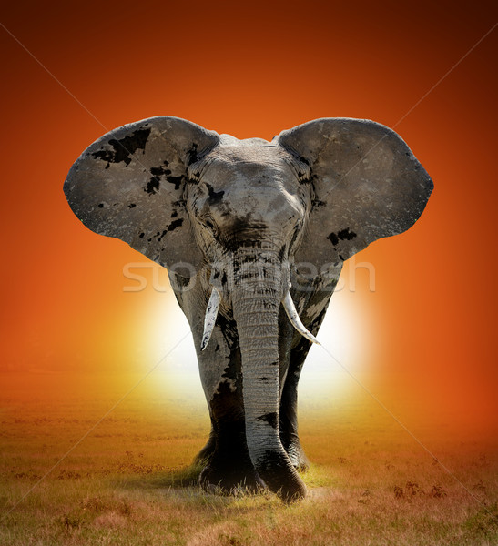 Olifant lopen savanne zonsondergang Kenia afrika Stockfoto © byrdyak