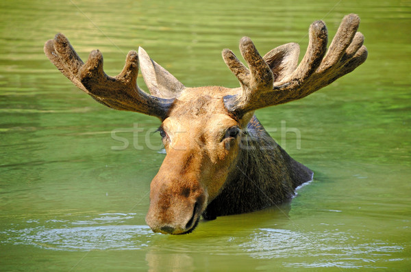Stock photo: Moose