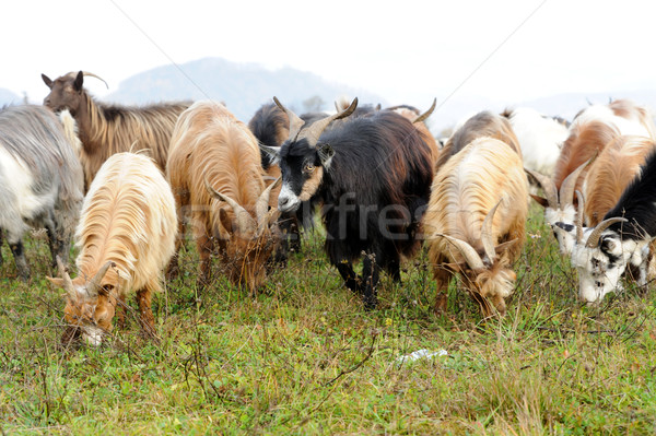 Cabra prado rebanho céu cara fazenda Foto stock © byrdyak
