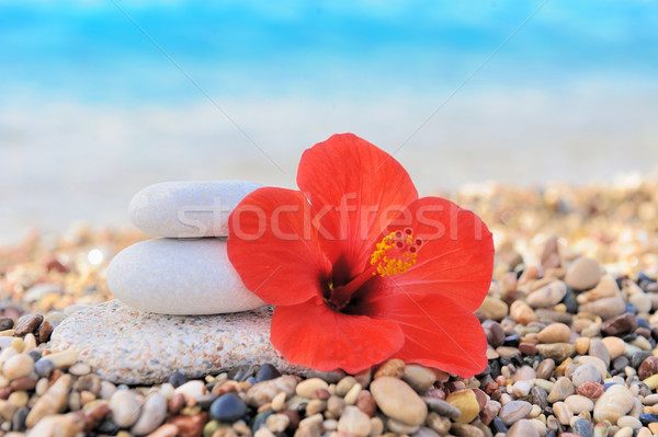 Stack of pebbles and flower Stock photo © byrdyak