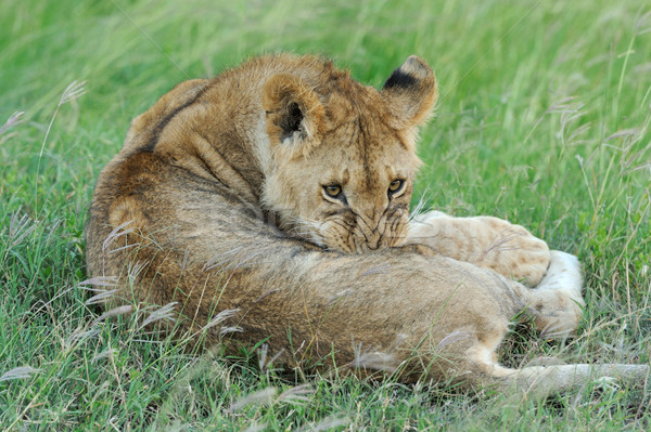 Stock photo: Lion