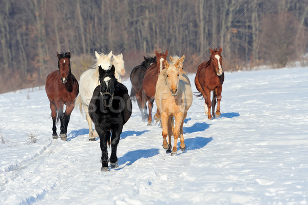 Horse Stock photo © byrdyak