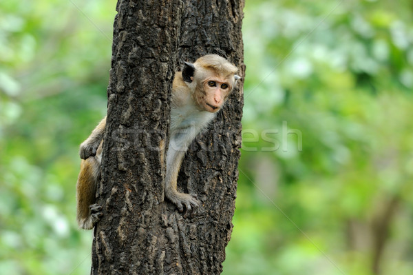 Małpa życia charakter kraju Sri Lanka baby Zdjęcia stock © byrdyak