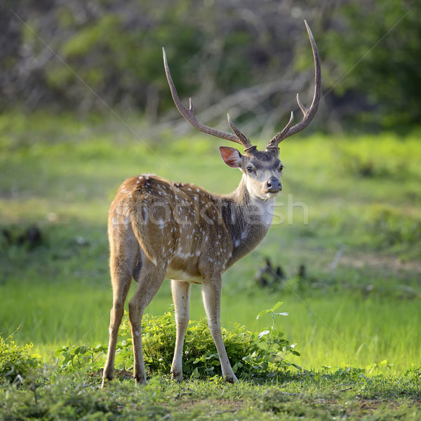 Wild Spotted deer Stock photo © byrdyak