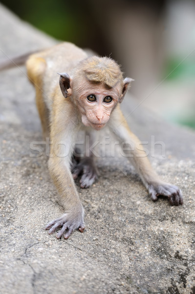 猿 生活 自然 国 スリ·ランカ 赤ちゃん ストックフォト © byrdyak