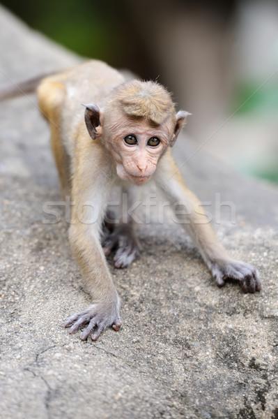 Monkey in the living nature Stock photo © byrdyak