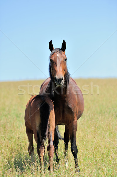 Horse Stock photo © byrdyak