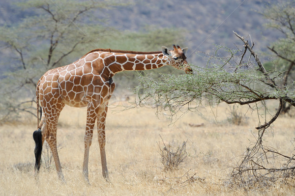 Stock photo: Giraffe