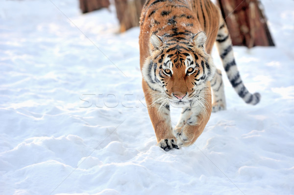 Tigris gyönyörű vad hó fa arc Stock fotó © byrdyak