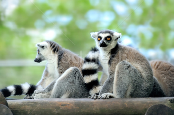 Young ring-tailed lemur Stock photo © byrdyak