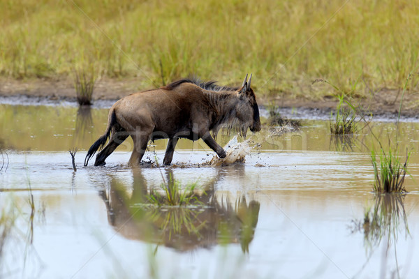 Wildebeest Stock photo © byrdyak