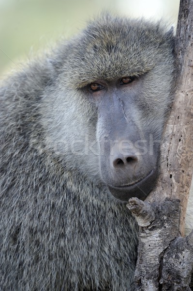 оливкового бабуин красивой портрет лице Сток-фото © byrdyak