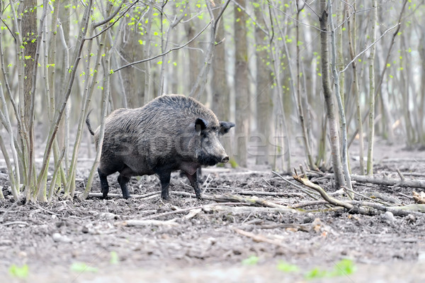 Wild boar Stock photo © byrdyak