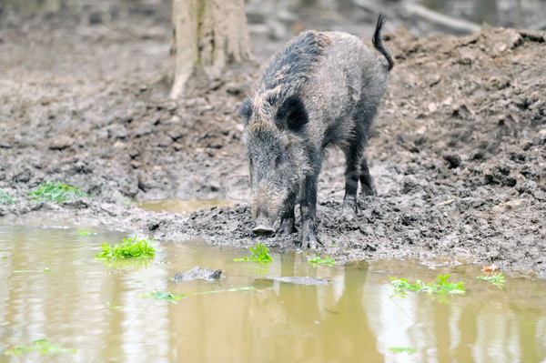 Wild boar Stock photo © byrdyak