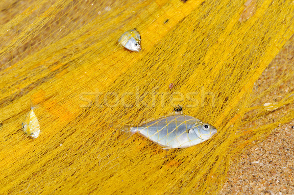 Fish in a fishing nets Stock photo © byrdyak