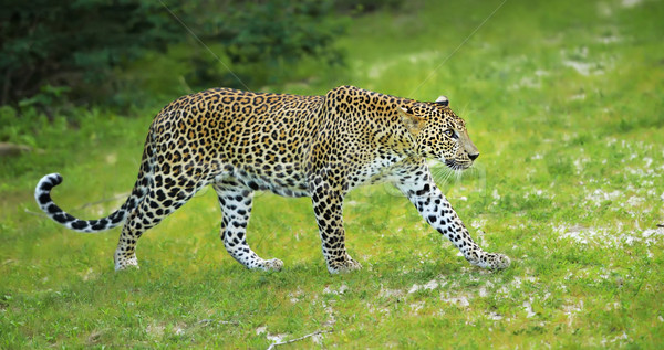 Leoparden Insel Sri Lanka Auge Gesicht Stock foto © byrdyak