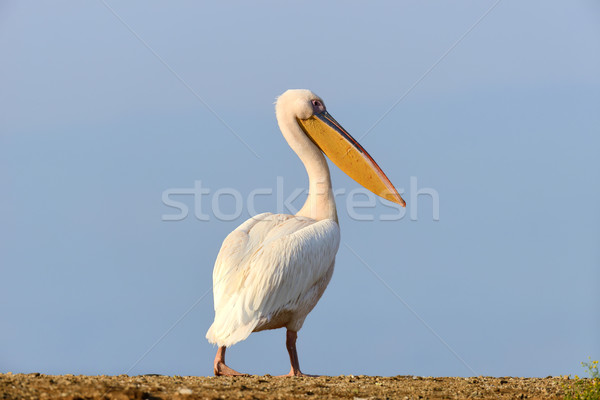 Great white pelican Stock photo © byrdyak