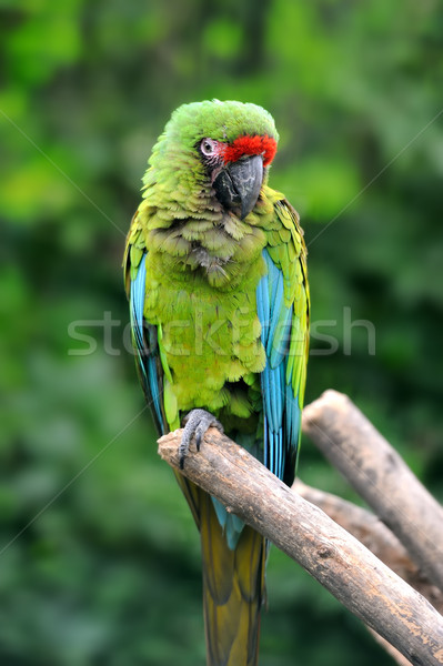 Foto stock: Papagaio · pássaro · sessão · ramo · casal · fundo