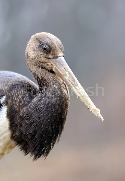 Black Stork Stock photo © byrdyak