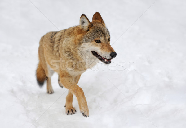 Foto d'archivio: Grigio · lupo · grigio · inverno · tempo · cane