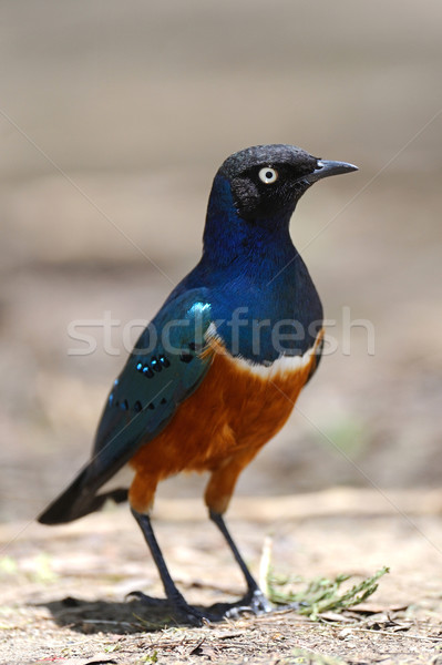 Superb Starling Stock photo © byrdyak