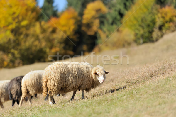  Sheep on a field Stock photo © byrdyak