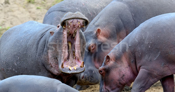 Stockfoto: Nijlpaard · familie · nijlpaard · buiten · water · afrika