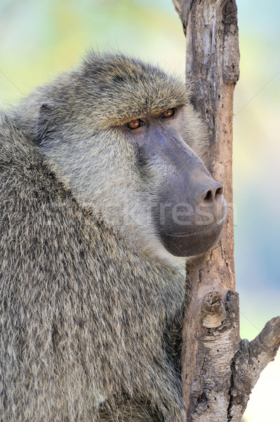 Oliva babuíno jovem parque Quênia cara Foto stock © byrdyak