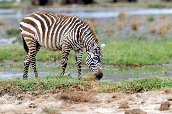 Zebra Stock photo © byrdyak