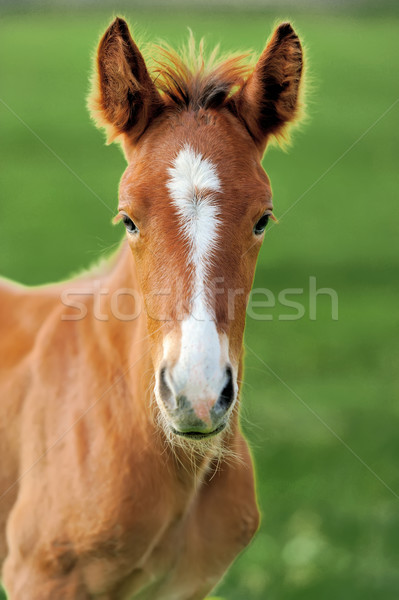 Horse on a meadow Stock photo © byrdyak