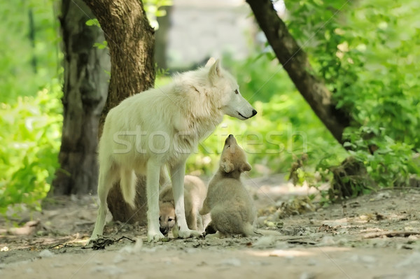 Biały wilk lasu charakter drzew zwierząt Zdjęcia stock © byrdyak