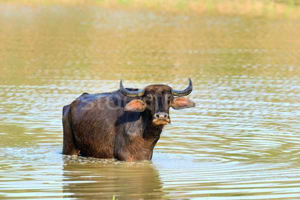 Víz fürdik tó Sri Lanka zöld állatok Stock fotó © byrdyak